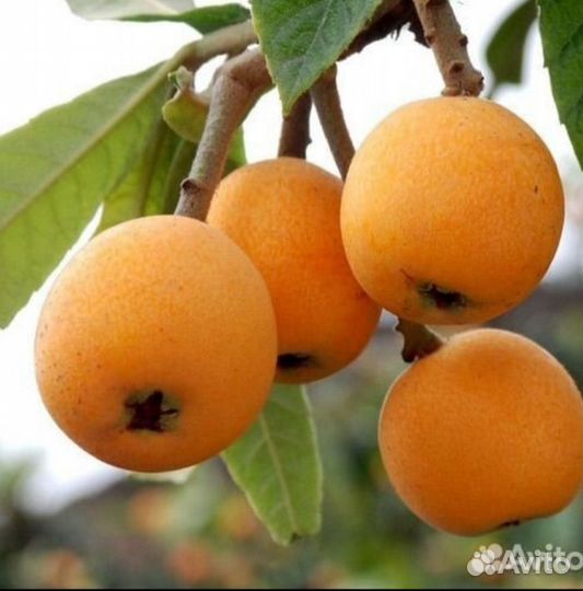 Мушмула бархатцы олеандр семена