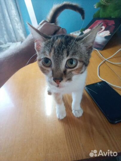 Кошки в добрые руки бесплатно