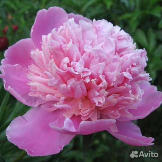 Юкка садовая