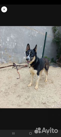 Метис Хаски