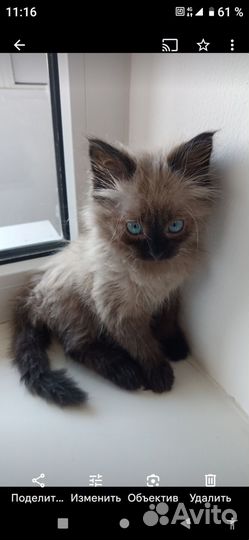 Кошки бесплатно