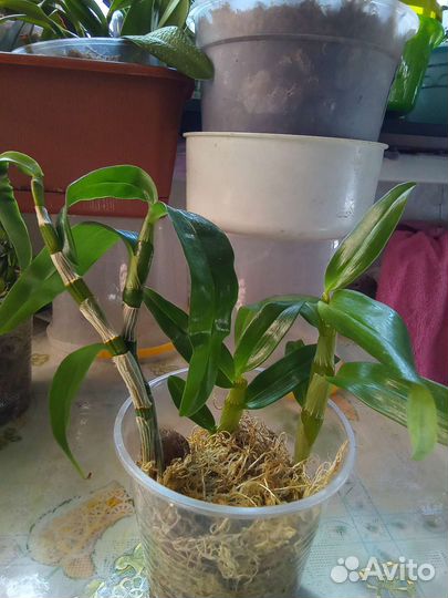 Орхидея дендробиум