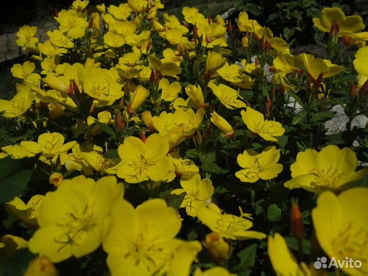 Многолетние цветы