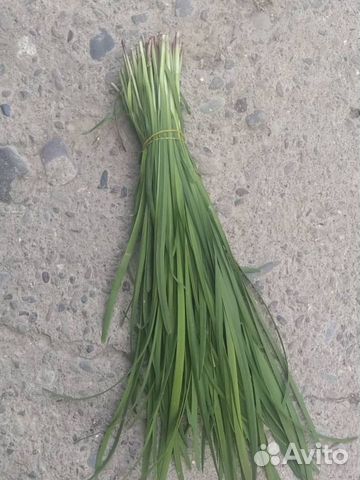 Лук джусай, дикий чеснок, джусай