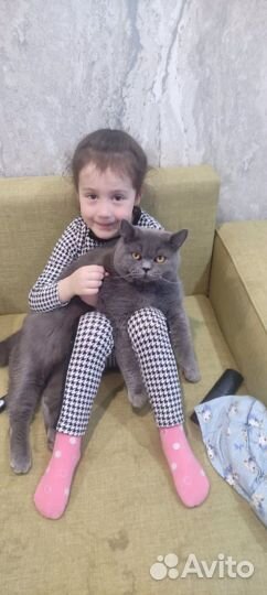 Вязка голубой британец