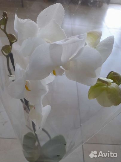Белые орхидеи в ассортименте