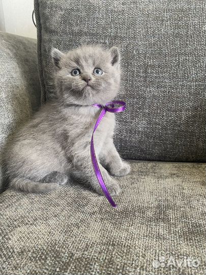 Британские котята