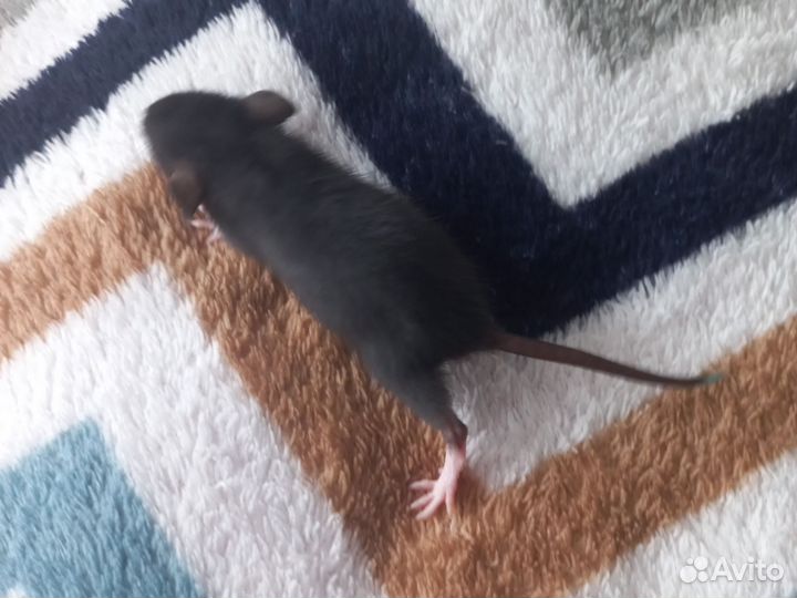 Крыса дамбо