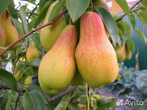 Груша. Саженцы. Сорта в ассортименте