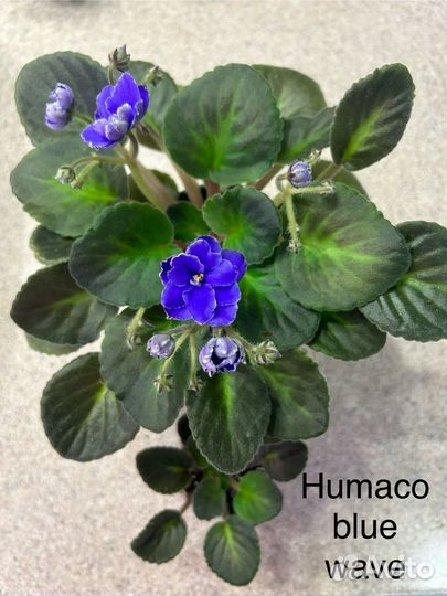 Фиалка мини