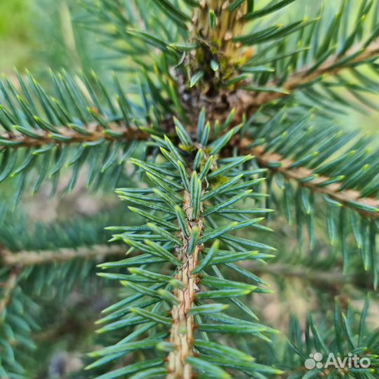 Ель финская сизая, 60см