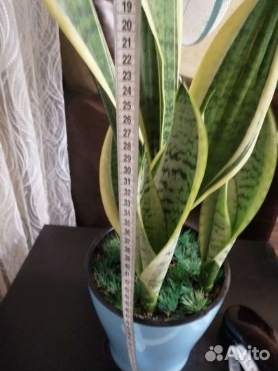 Сансевиерия сортовая