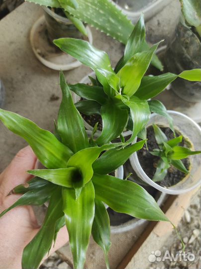 Драцена фрагранс