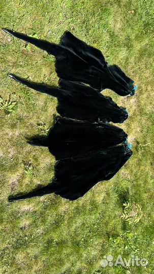 Шкуры выдры выделанной крашенной стриженной