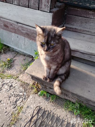 Кот, возраст 1 год, бесплатно