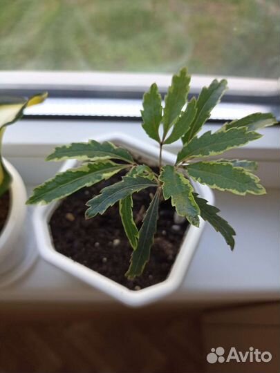 Дизиготека