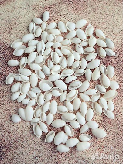 Белые морские натуральные ракушки Бублес