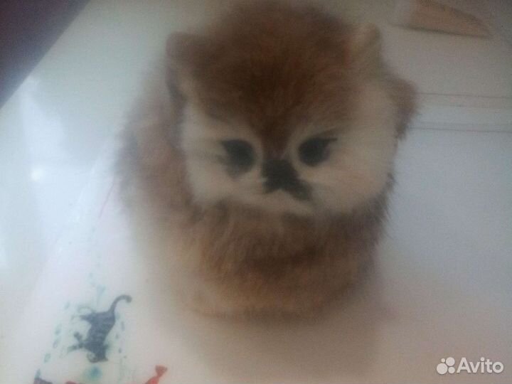Мягкая игрушка котенок