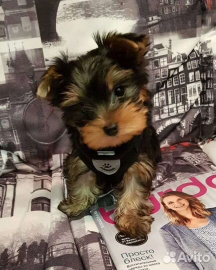 Щенки йорка