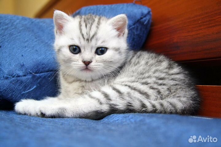 Британские котята серебристый вискас окрас