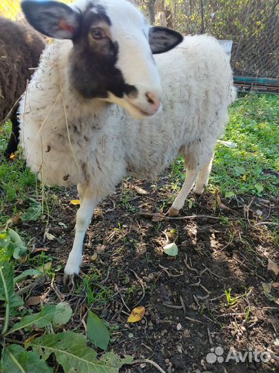 Овцы бараны ягнята
