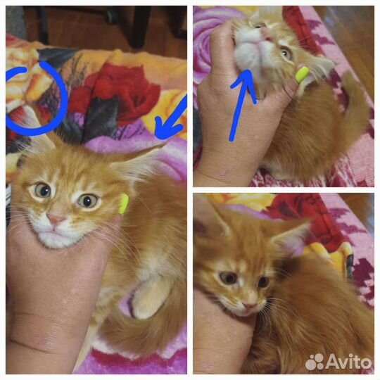 Кошечка Мейн кун