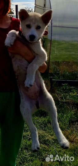 Щенок девочка в добрые руки