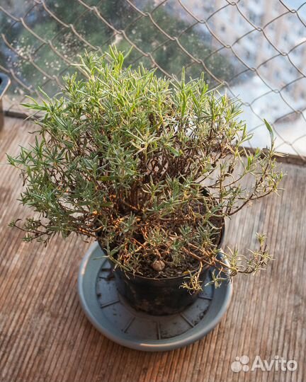 Лаванда сорта Манстед саженцы