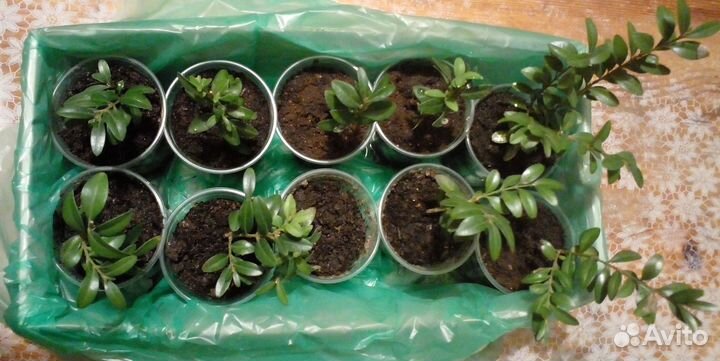 Саженцы самшита