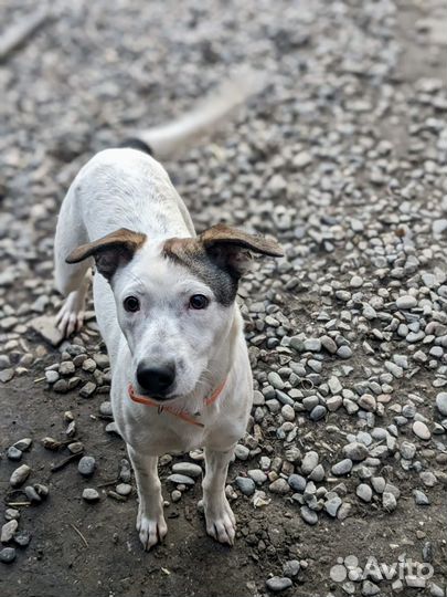 Собака в дар