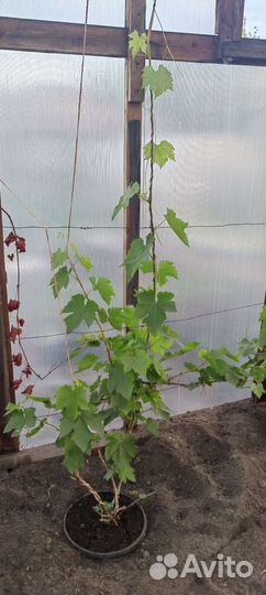 Виноград Алешинкин, Ласточка