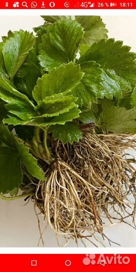 Саженцы клубники, сорта гигантела, чамора туруси