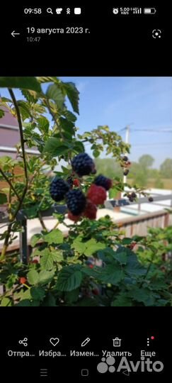 Саженцы ежевики