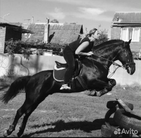 Прокат на лошади, лошадь на заказ, фотосессии, обу