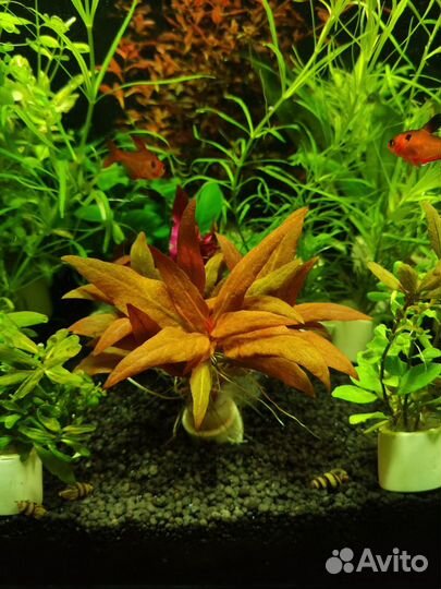 Аквариумные растения