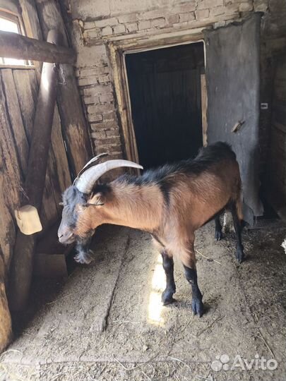 Козел альпийский