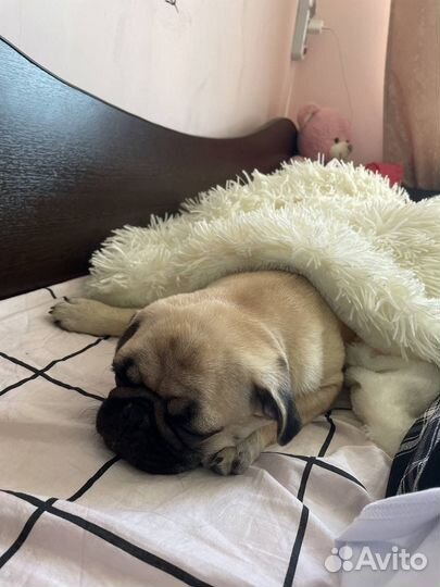 Щенки мопса