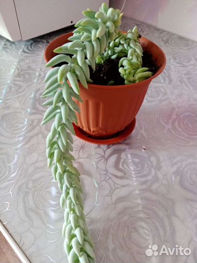 Седум Моргана