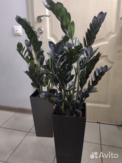 Замиокулькас