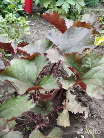 Многолетние садовые растения