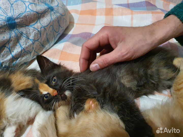 Сибирские котятки