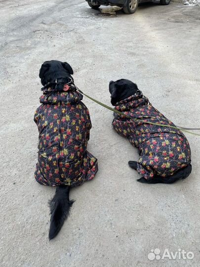 Пошив одежды для собак