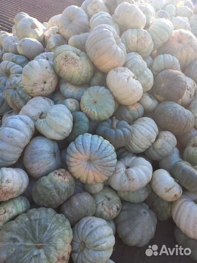 Тыква сладкая