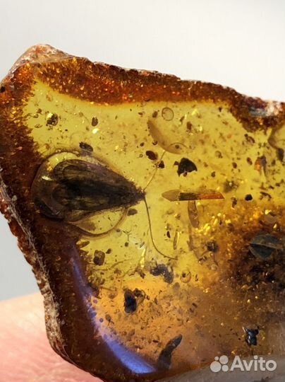 Янтарь с инклюзом куриный бог