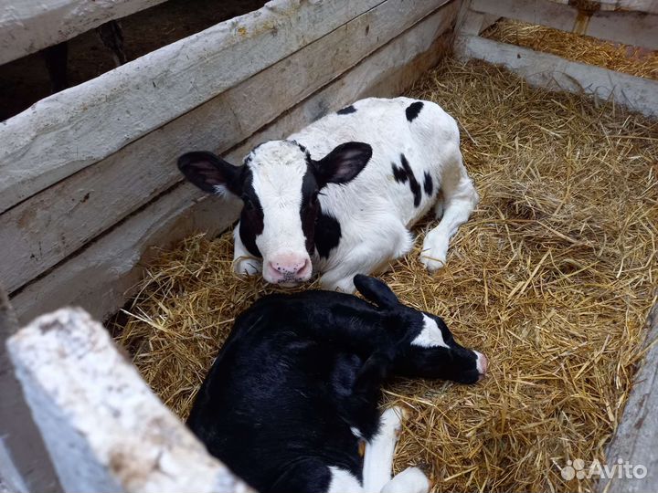 Бычки элитные