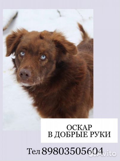 Оскар ищет дом