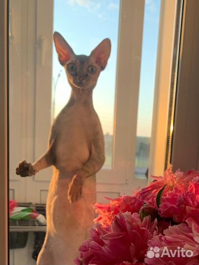 Канадский сфинкс