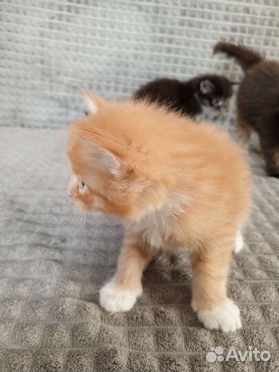 Котята мейн кун