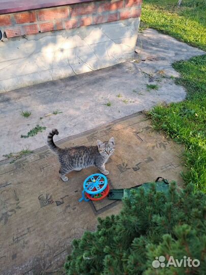 Котята в добрые руки бесплатно