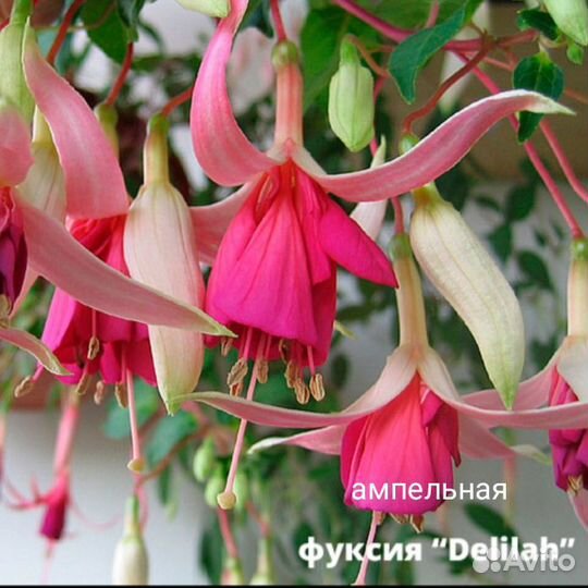 Фуксия